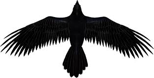 Black raven 2